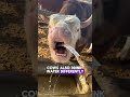 If a cow bites your arm, don’t worry at all — they can’t hurt you one bit.#shorts #cow #anmals #fun