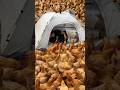 Camping With 1000 Chickens: They Won't Leave Me Alone.