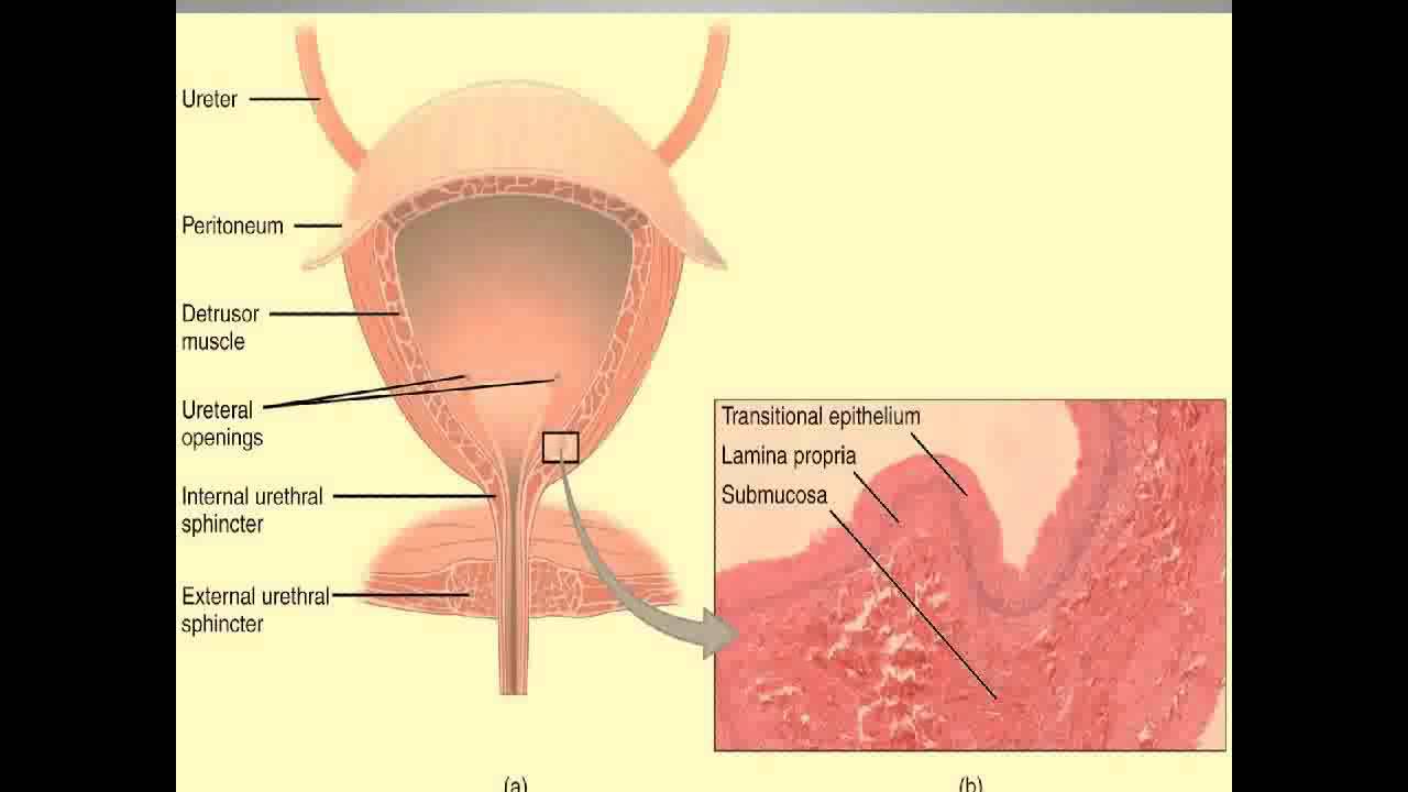 geriatrics - urinary incontinence