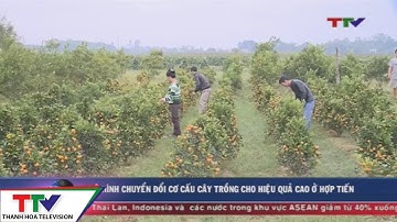 Mô hình chuyển đổi cơ cấu cây trồng cho hiệu quả cao ở Hợp Tiến