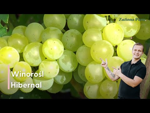 Hibernal Vine - Why haven't you heard of it yet?