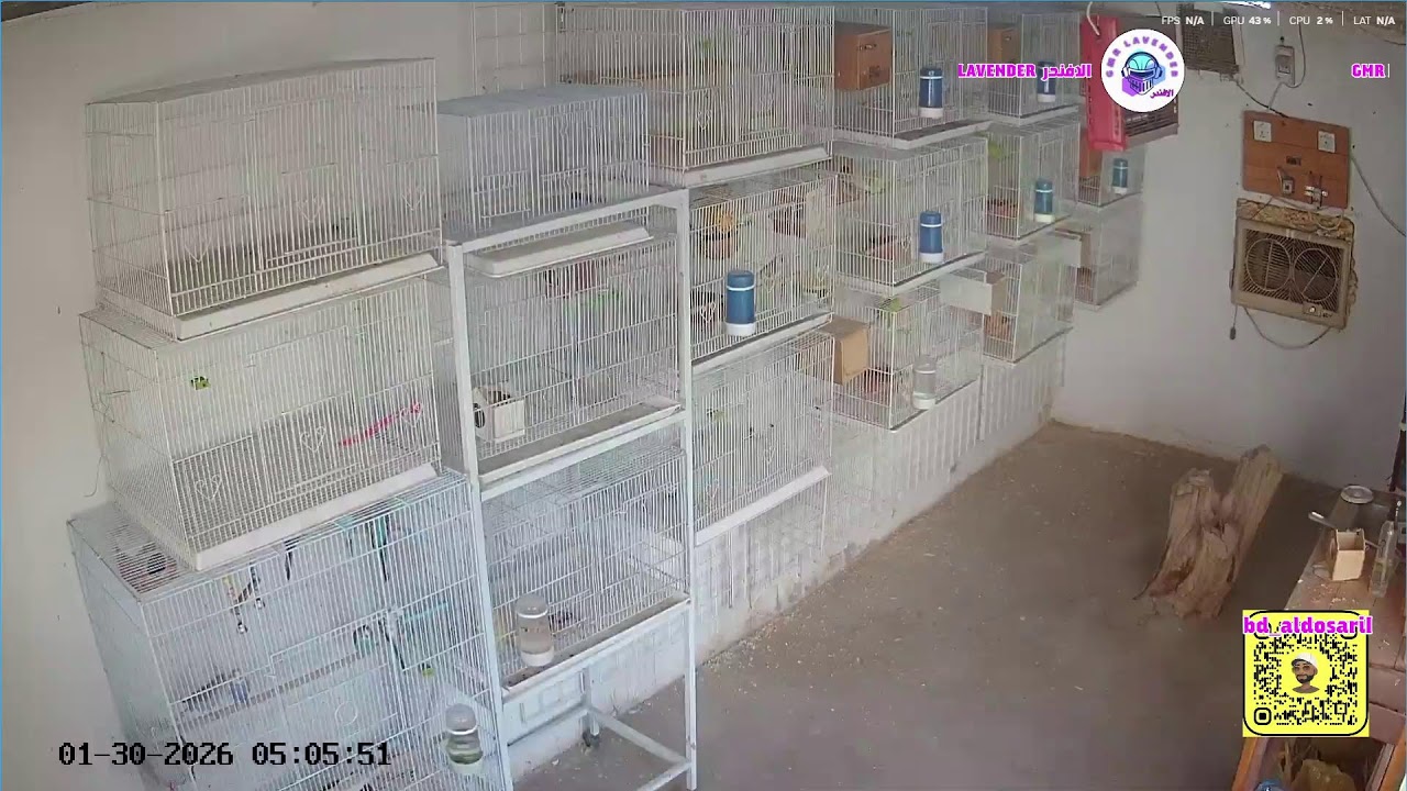 بث مباشر من قِبل دندوني bd Dndoni