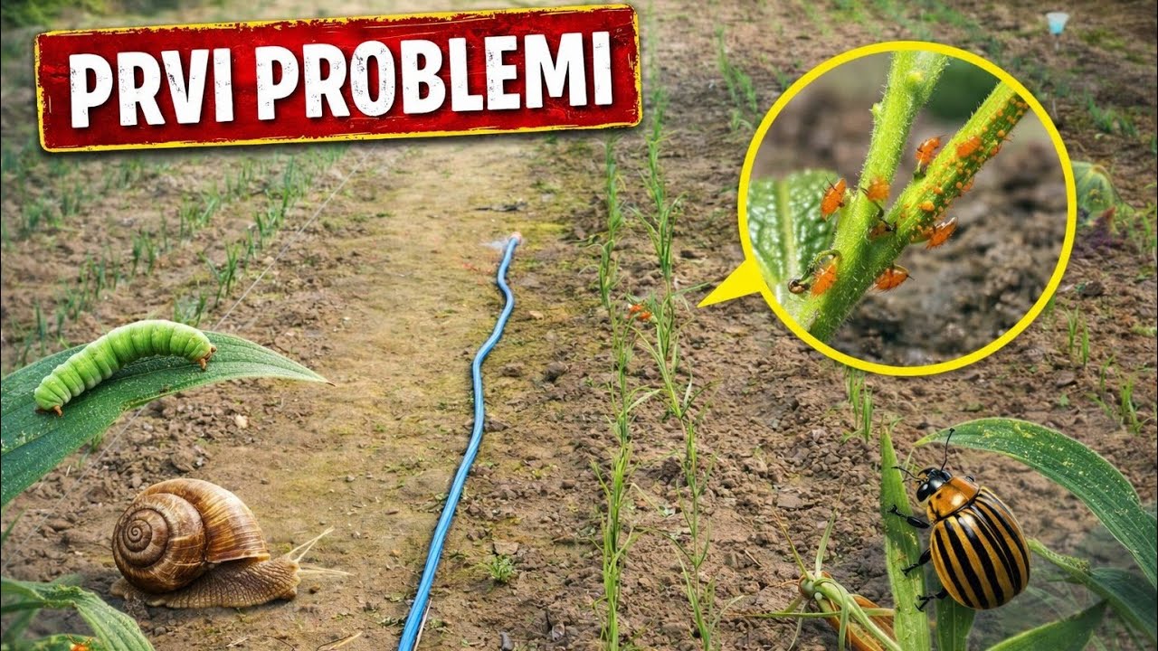 KAKO SE RESITI INSEKATA U PLASTENIKU