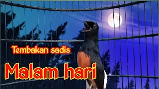 PANCINGANMURAI BATU GACOR MALAM FULL ISIAN MEWAH, UNTUK NAIKAN EMOSI AGAR MURAI BATU BAHAN