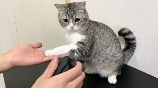 おやつと思ってお手したら爪切りだった猫の反応がこちらです笑