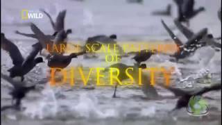 Large Scale Patterns of Diversity