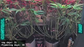 Solfire gardens - Trich Beast clones - Week 9