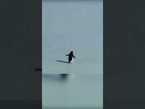 پنگوئنی که از گله جدا شد الهام بخش تمام جهان شد Shorts 