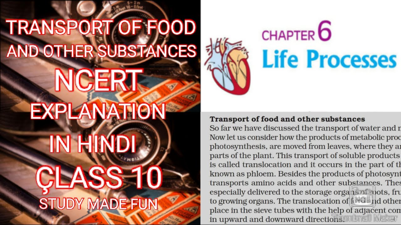 TRANSPORT OF FOOD AND OTHER SUBSTANCES YouTube