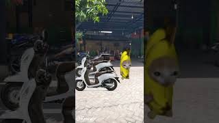 Meme kucing lucu part 1