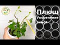 Плющ Зимнее укоренение 
