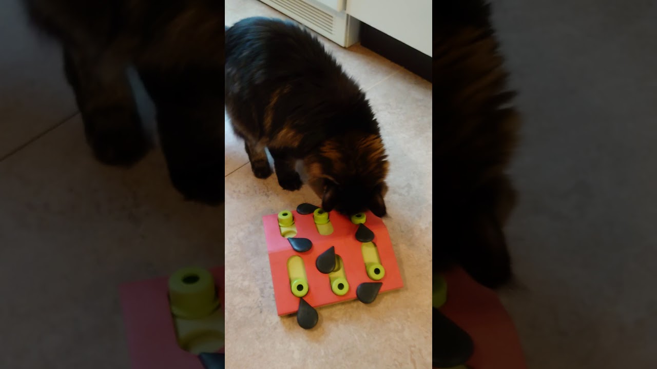 Nina Ottosson Melon Madness Puzzle & Play Cat Treat Puzzle from Petstages  Review! 