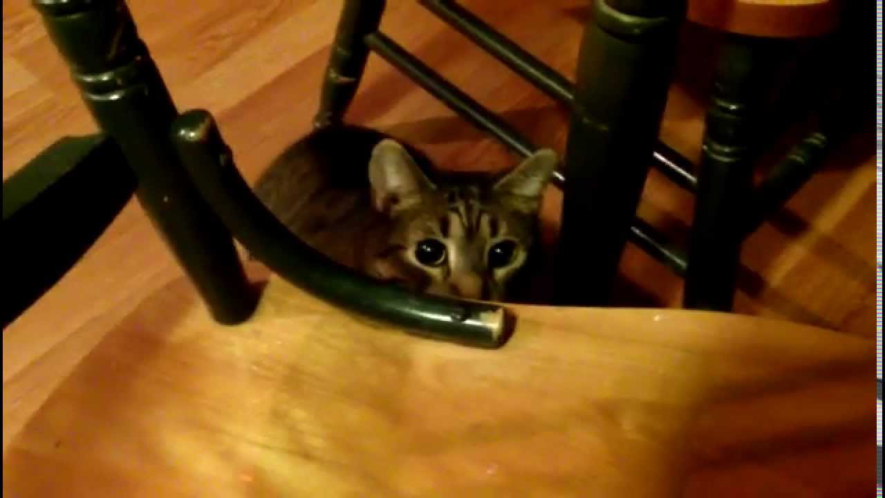 FELINE HYPERESTHESIA (TWITCHING AND SELF MUTILATING) SUSPECTED ALLERGY