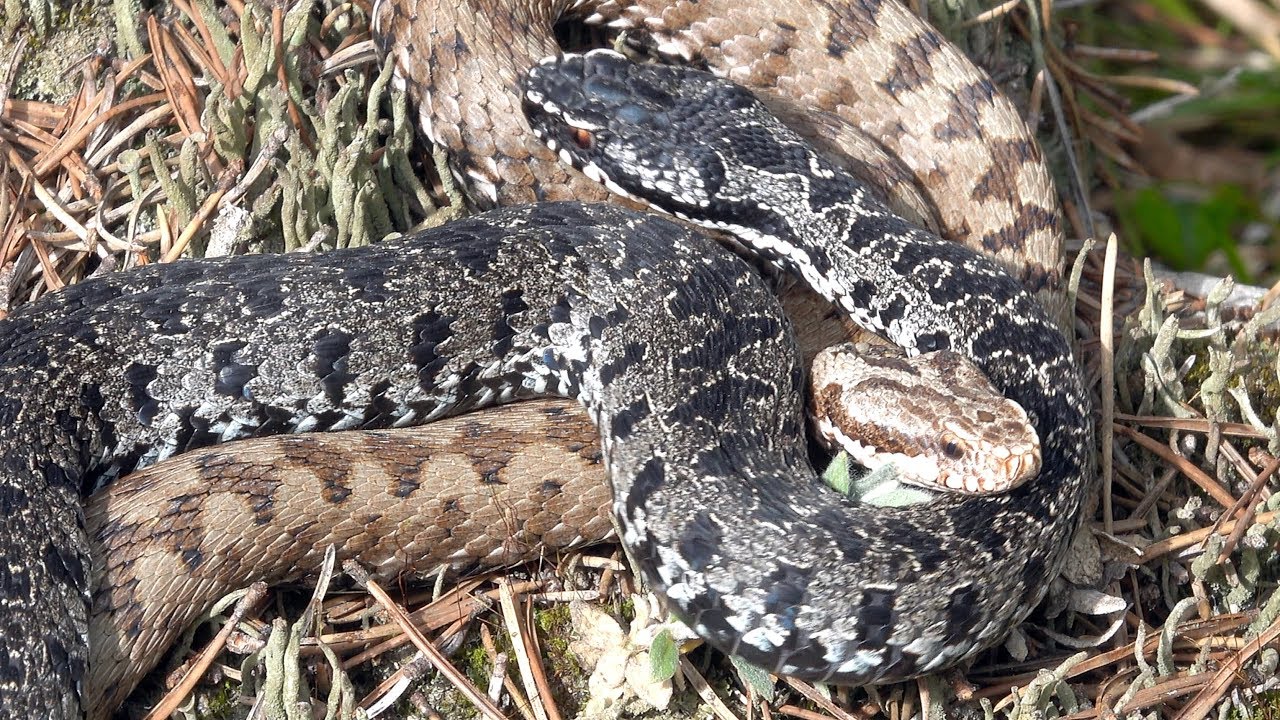 hornets font Common european viper, prelude for mating. Kreuzotter, Paarungs-Vorspiel