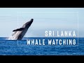 😯🐳 Whale watching in Sri Lanka  🇱🇰  - Indian Ocean | Mirissa  Beach |2020