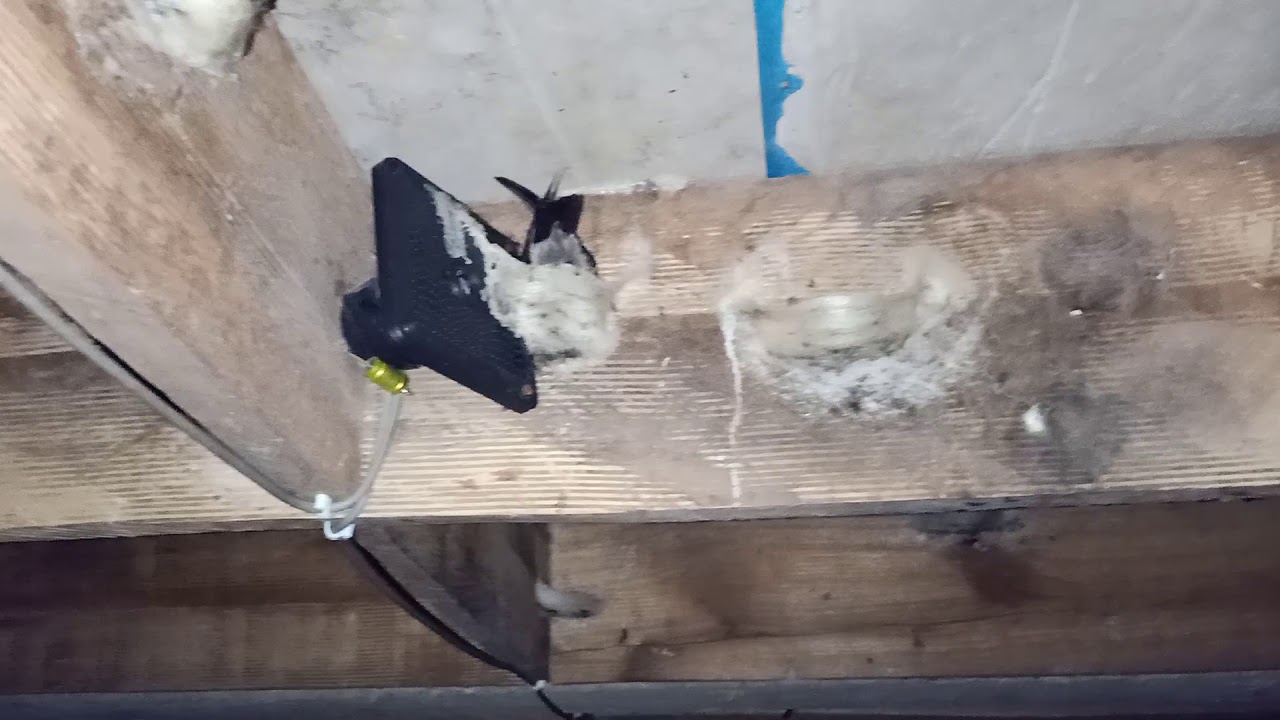 Edisi panen sarang burung walet 