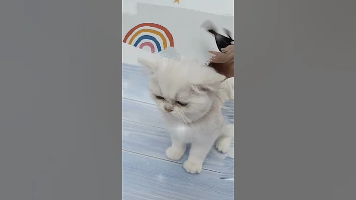 Video 6854991: gentle british shorthair, british shorthair black silver, british shorthair girl