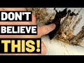 THE TRUTH ABOUT WOOD ROT (You need to watch this!!)