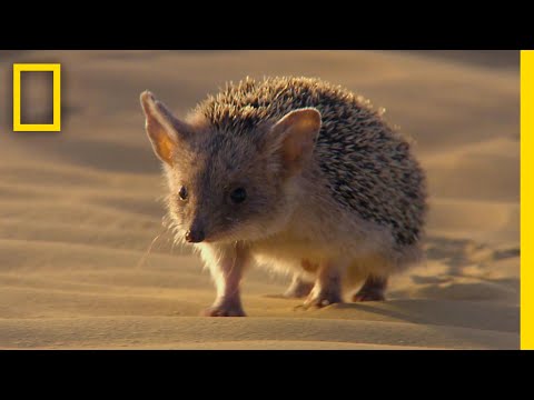 ヘビを食べるハリネズミ  