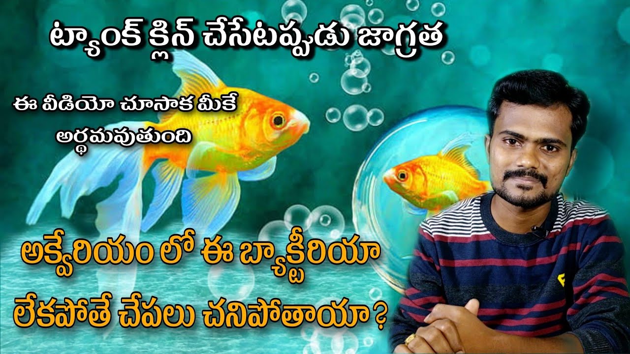 How We also kill Beneficial Bacteria in Tank Cleaning Most Benfits Of