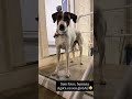 FloCÃO, o furaÇÃO! #cachorro #viralata #pets #petsfofinhos