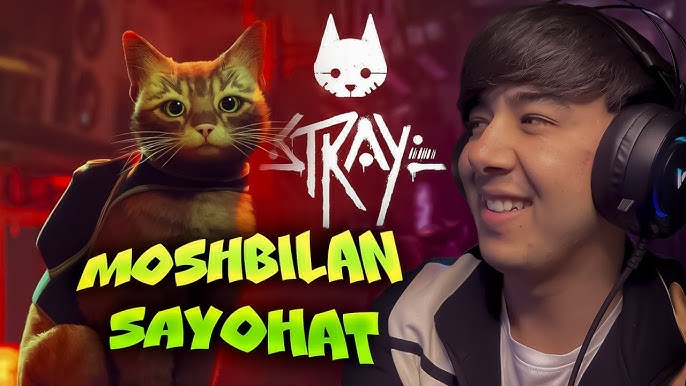 Mushuk video ichida Mushuk video ichida