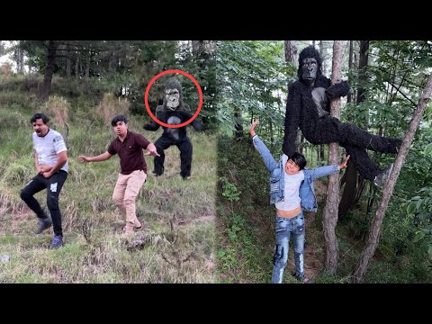 Hmara Picha Gorilla Lag Gea 😰 Jungle Me Talli Gum