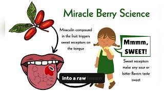 Miracle Fruit