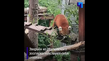 Сотрудники Московского зоопарка показали будни красных панд