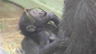 mqdefault.jpg