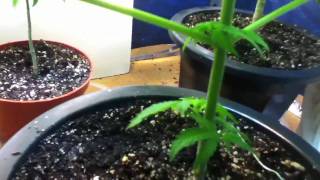 Marijuana Grow 1st week flowering