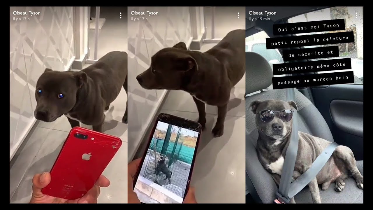 Oiseau Tyson Ce Dresseur Marseillais Devenu Star De