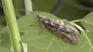 ИНСЕКТАРИЙ: 115. Ручейник Двухточечный (Phryganea bipunctata)