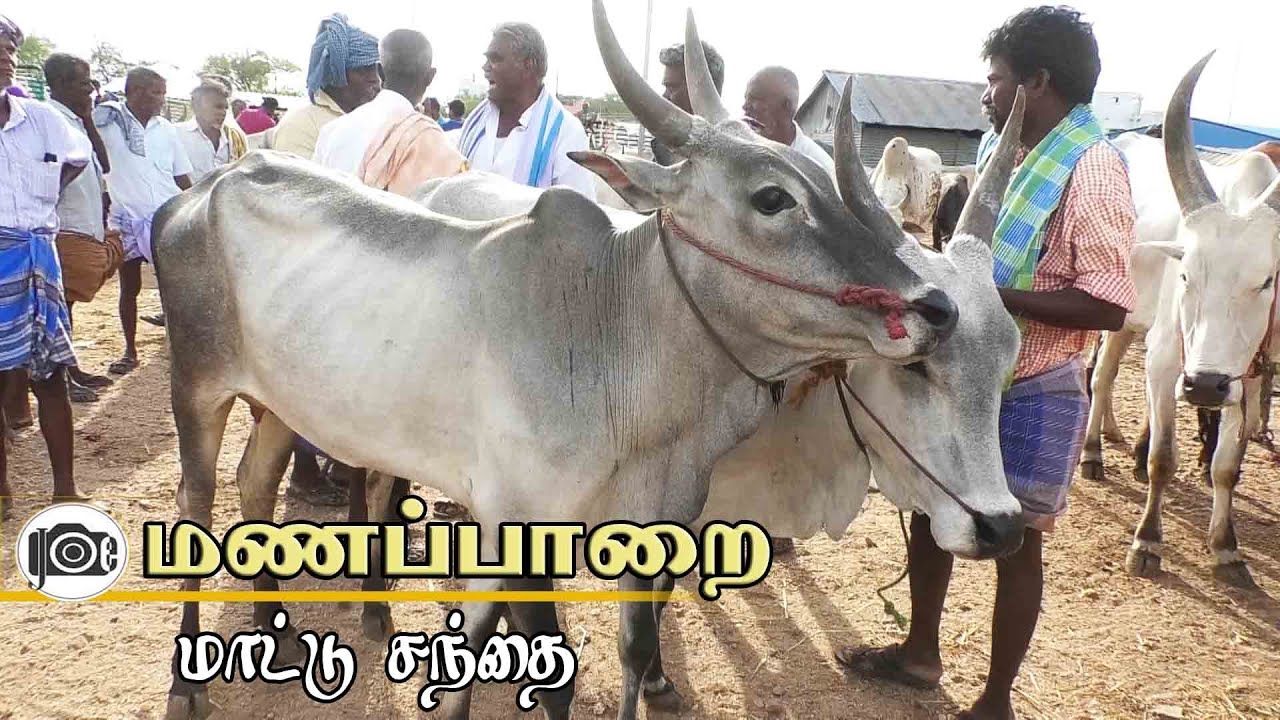 Manapparai mattu santhai | மணப்பாறை மாட்டு சந்தை