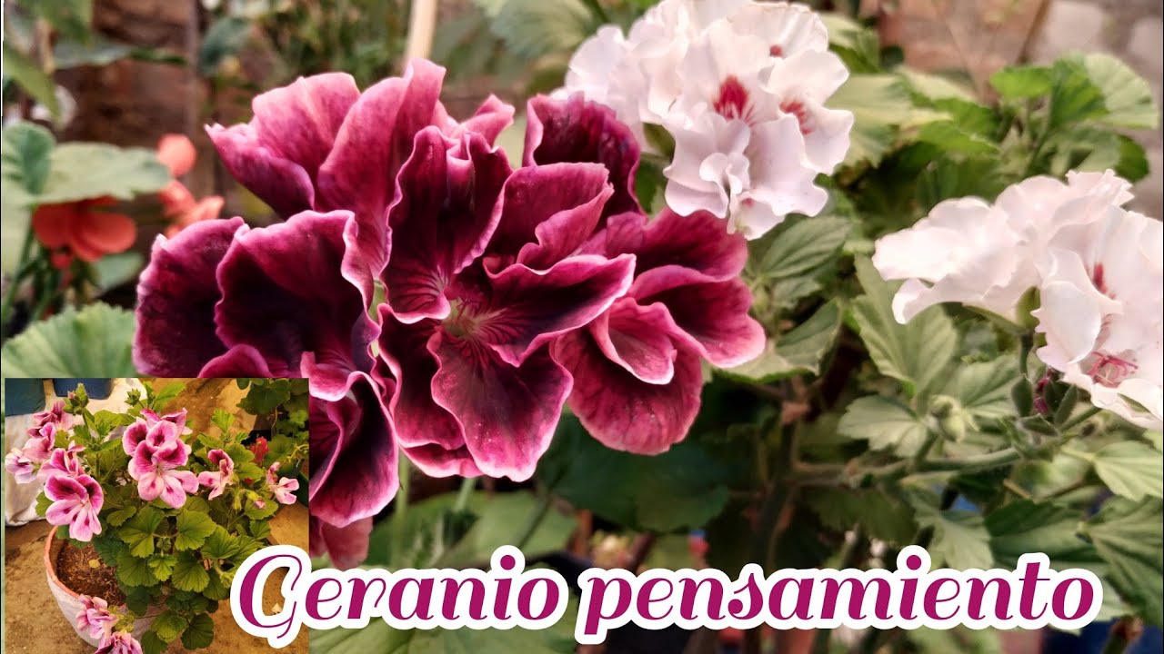 Pelargonium Regal o geranio pensamiento como cuidar , reproducir,  enfermedades/ decojardinamy - YouTube