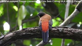 Scarlet-rumped Trogon (Juvenile) @ Chiu S C DSCN4966
