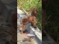 #cute #petshub #puppy #cutepet #cutepet #cute #cuteanimal #poodle #cute