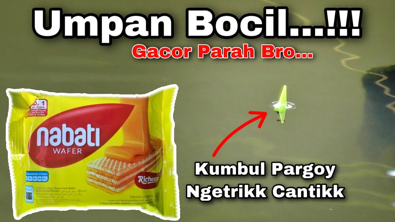 Umpan BOCIL Murah Meriah Tapi Gacor Parah | Umpan Jitu Ikan Mas Terbaik