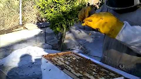 First day introducing my new Queen bee - part 1 of 4