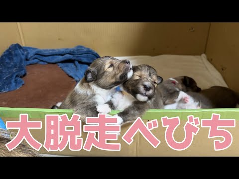 【シェルティ】大脱走べびち🐾【ママの所へ急げ】