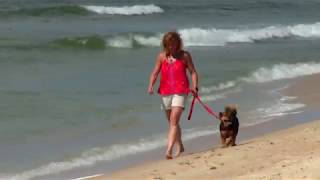 Pet-Friendly Florida Vacations