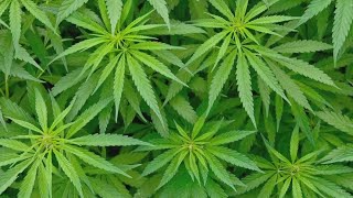 DEA will move to reclassify marijuana in a historic shift