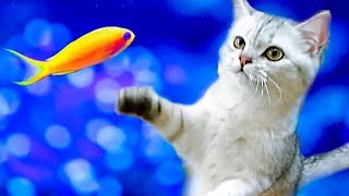 САМОЕ СМЕШНОЕ ВИДЕО Funny Cat Simka Видео про котиков Приколы с котами Kittens Prank Magic Cats САМОЕ СМЕШНОЕ ВИДЕО Funny Cat Simka Видео про котиков Приколы с котами Kittens Prank Magic Cats