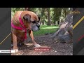 Dog that no one wanted makes a friend