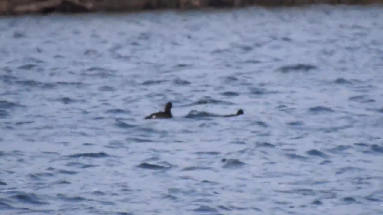 White-winged Scoters 
