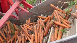 Winterpenen Oogsten In De Zomer? Jazeker