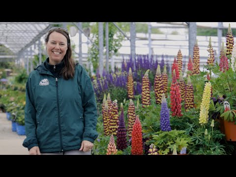 Petitti Lupine Spotlight | Grow For Deer Resistance, Pollinators x Fragrant Flowers