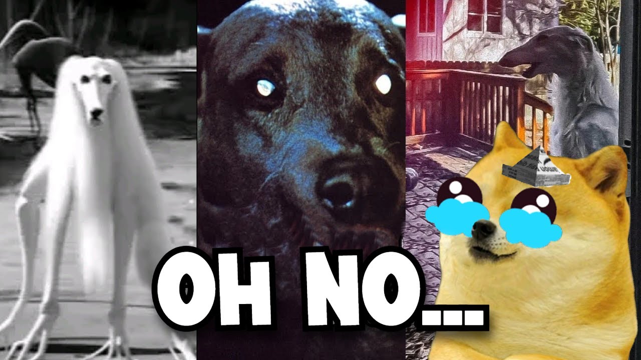 animales actuando como HUMANOS 2 (13 ANIMALES ACTUANDO COMO HUMANOS)  - Juegos con cheems