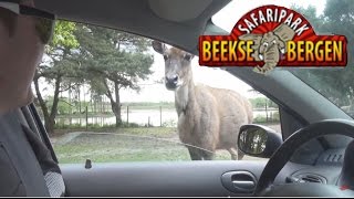 Inbreken Bij Safari Park Met Fijnevrienden