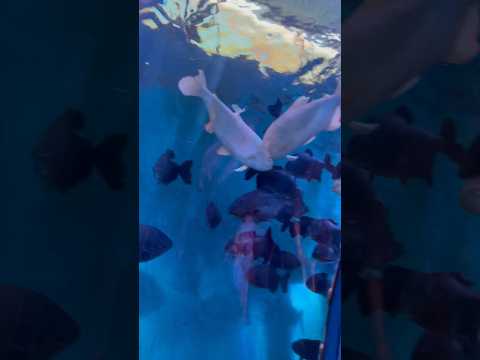 White duk fish